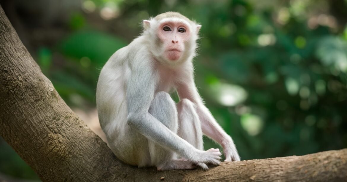 Albino-Monkey.net Travel Archives: Inspiring Journeys and Discoveries