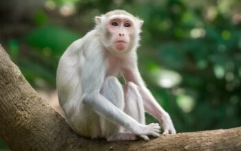 Albino-Monkey.net travel archives